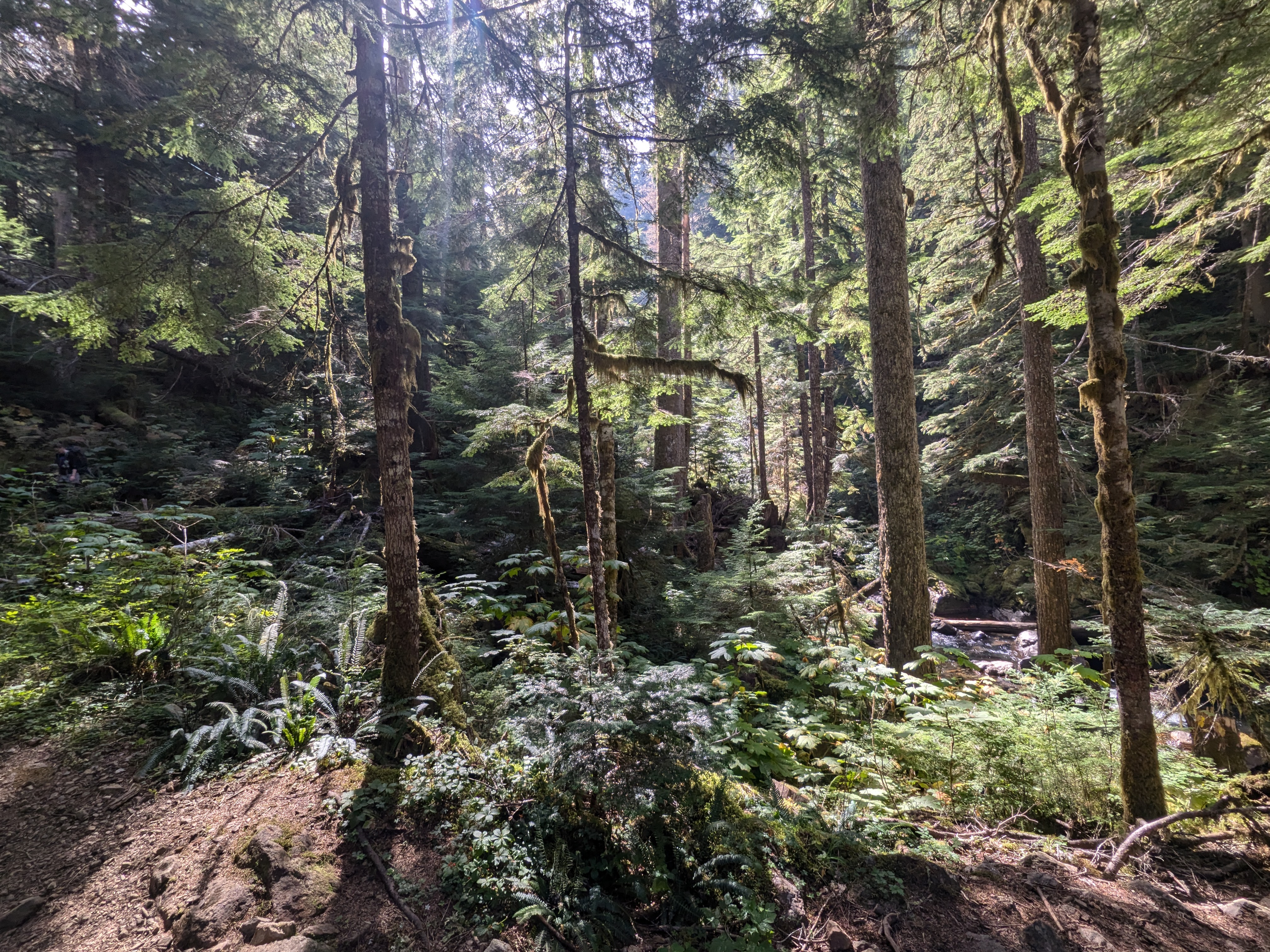 forest