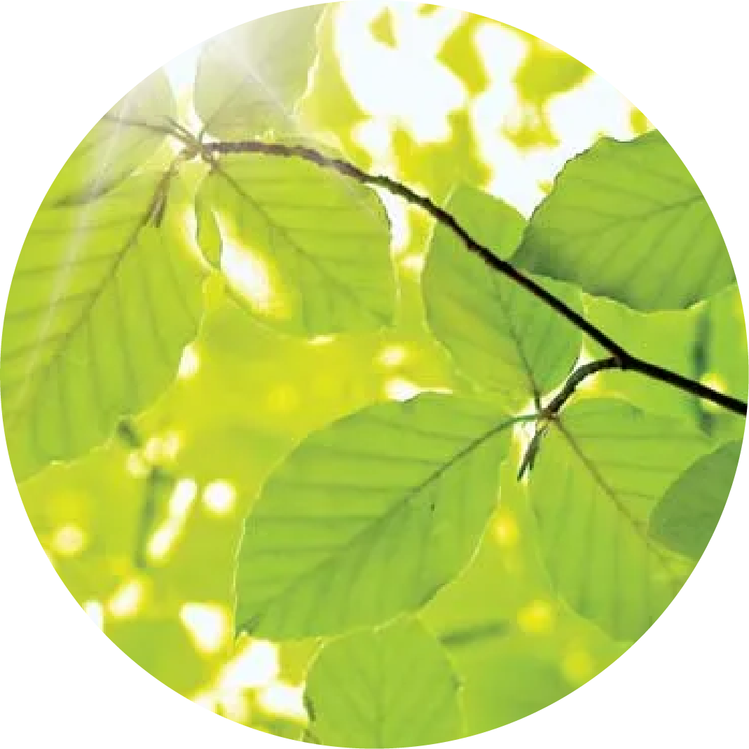 Leaf illustration